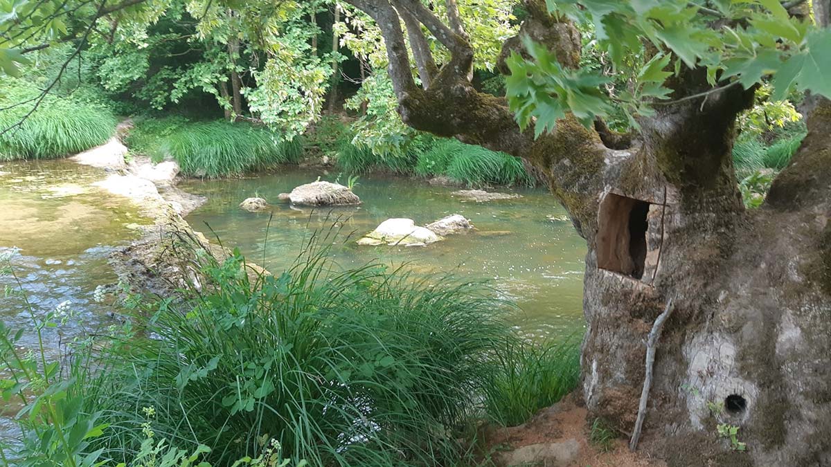 Defineciler asırlık çınar ağacının gövdesine zarar verdi