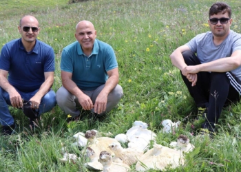 Erzurum'da dev mantarlar şaşırttı