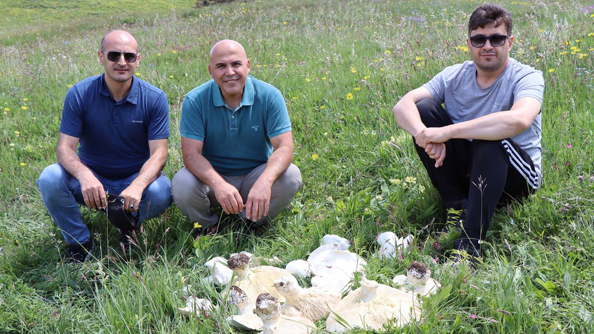 Erzurum'da dev mantarlar şaşırttı