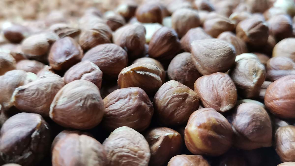 Üreticinin fındıkta beklentisi 45 TL