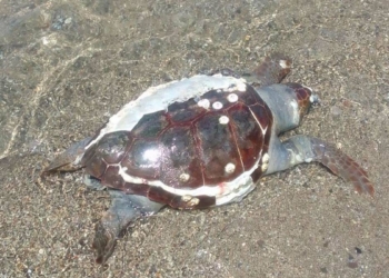 Kabuğu çatlamış caretta caretta ölüsü bulundu