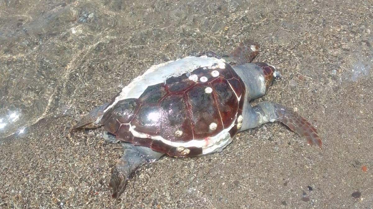 Kabuğu çatlamış caretta caretta ölüsü bulundu