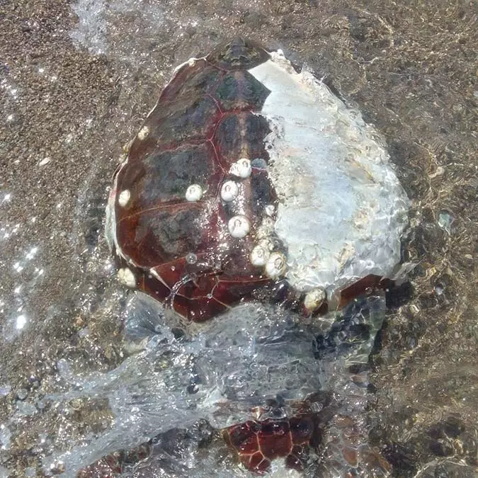 Kabuğu çatlamış caretta caretta ölüsü bulundu