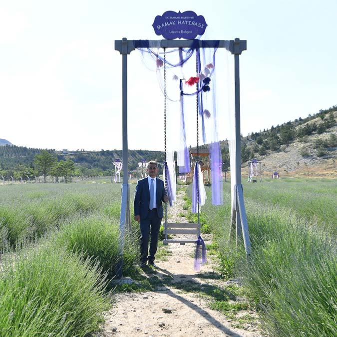 Lavantalar hasat zamanını bekliyor