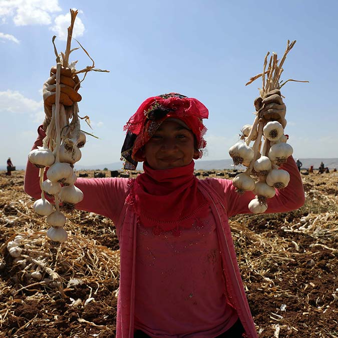 Sarımsak tarlada 8, markette 40 lira