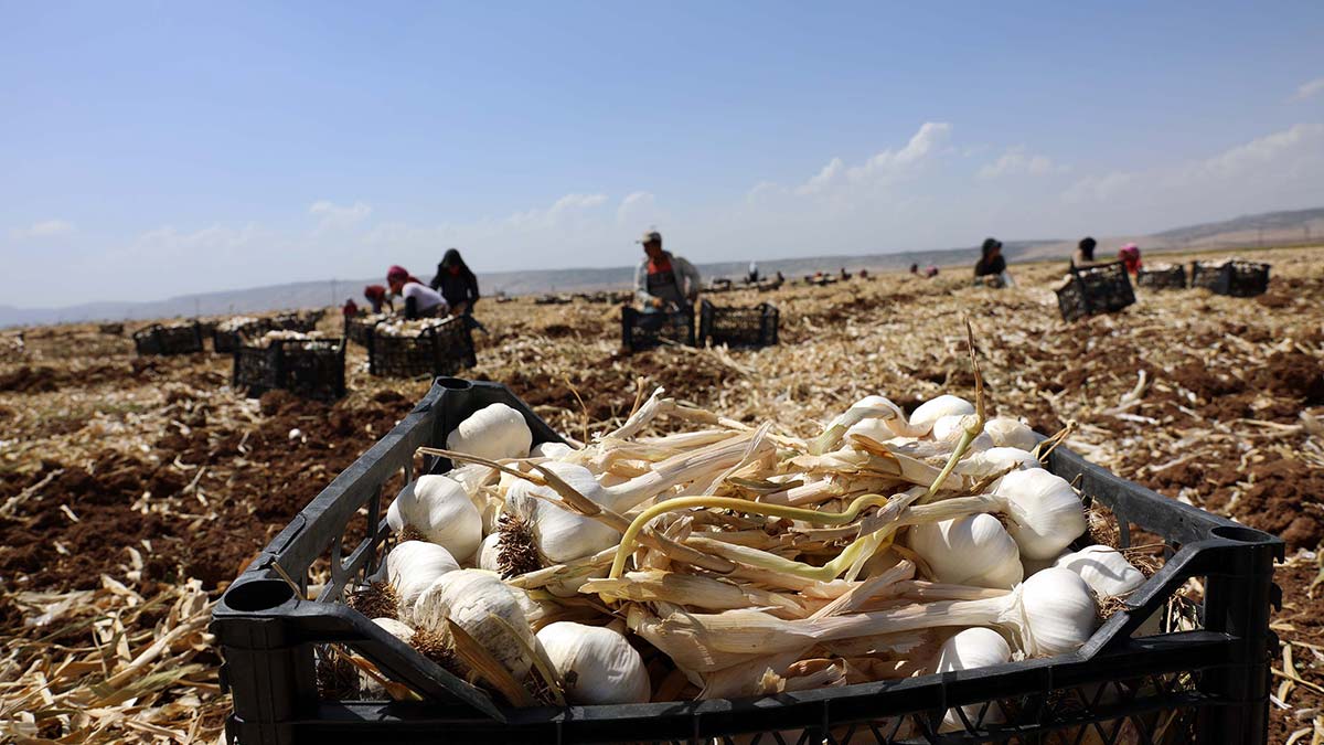 Sarımsak tarlada 8, markette 40 lira