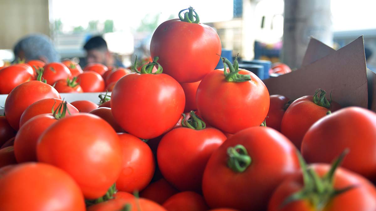 Domatesin kilosu halde 4 TL markette 14 TL