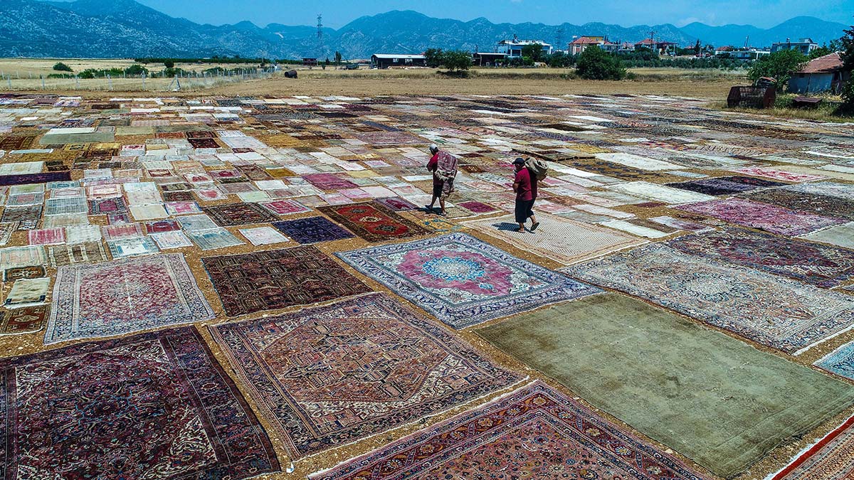Halı tarlasında sezon başladı