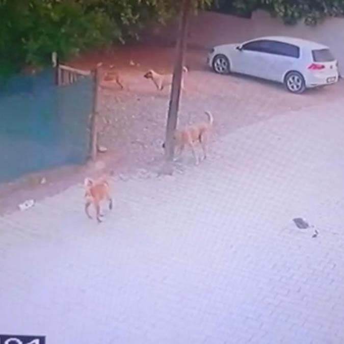 Sokak köpekleri kümesteki tavukları öldürdü