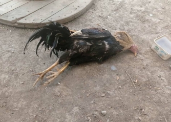 Sokak köpekleri kümesteki tavukları öldürdü