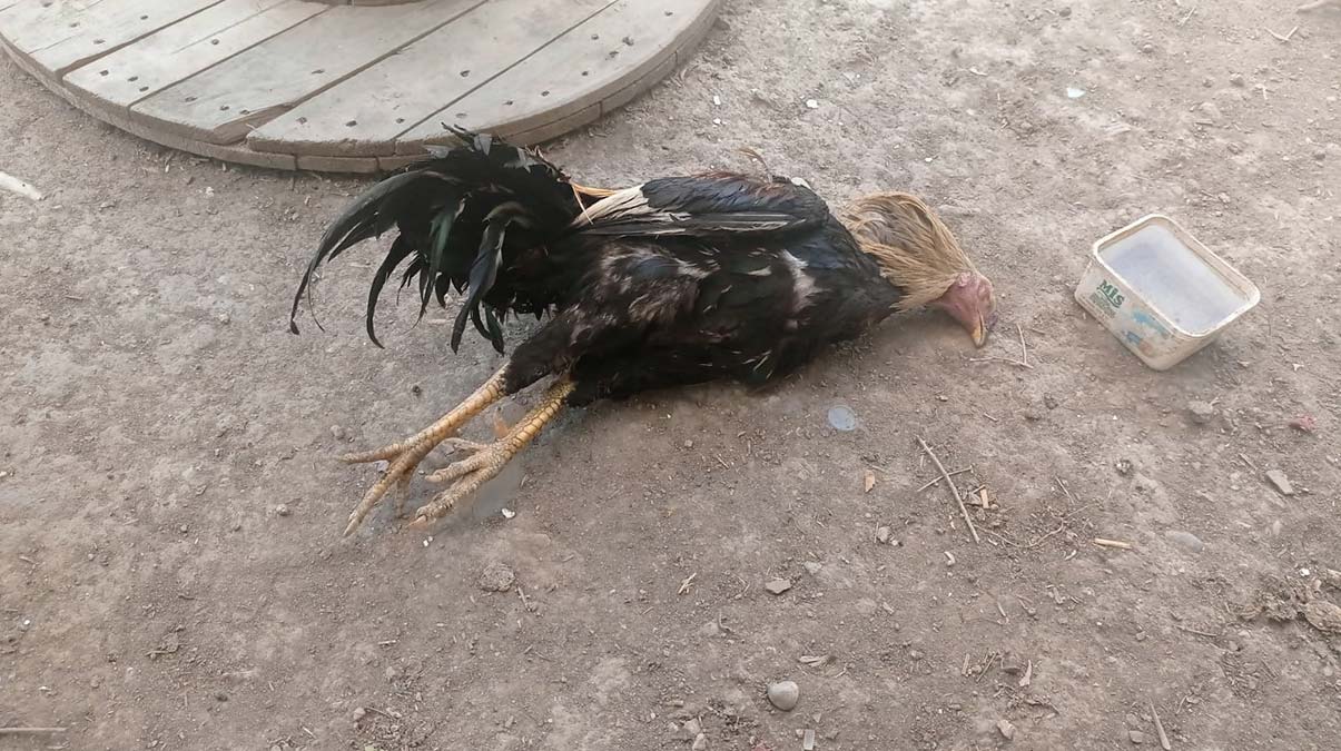 Sokak köpekleri kümesteki tavukları öldürdü