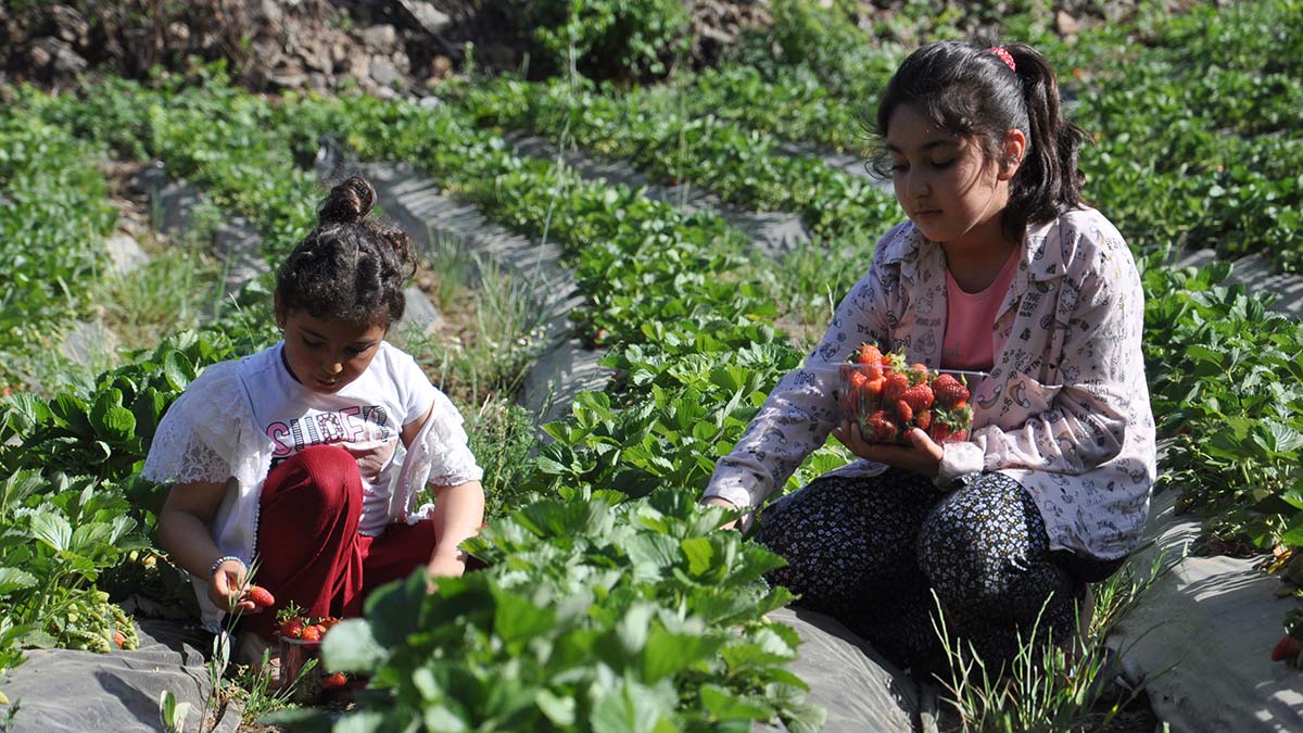 Gaziantep'in i̇slahiye ilçesinde, alternatif ürün olarak üretimi yaygınlaşan ve örtü altında yetiştirilen çilekte sezonun ilk hasadı başladı. 200 dekar alanda 8 ayda 600 bin ton çilek üretimi hedefleniyor.  