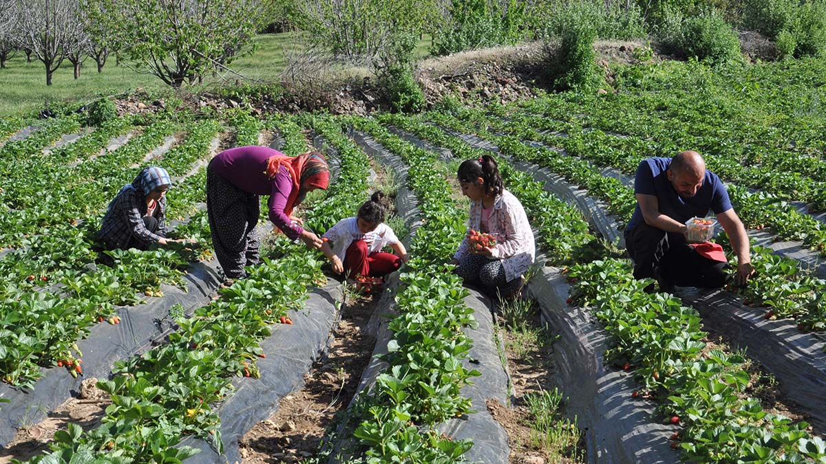 Çilekte sezonun ilk hasadı başladı
