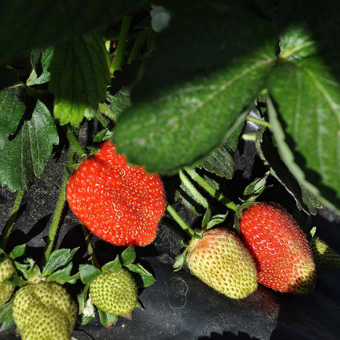 Çilekte sezonun ilk hasadı başladı
