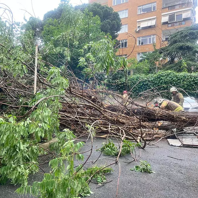 Kadıköy'de söğüt ağacı devrildi