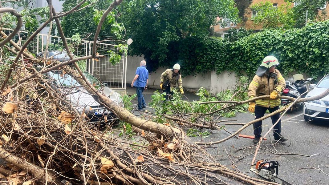 Kadıköy'de söğüt ağacı devrildi
