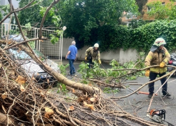 Kadıköy'de söğüt ağacı devrildi