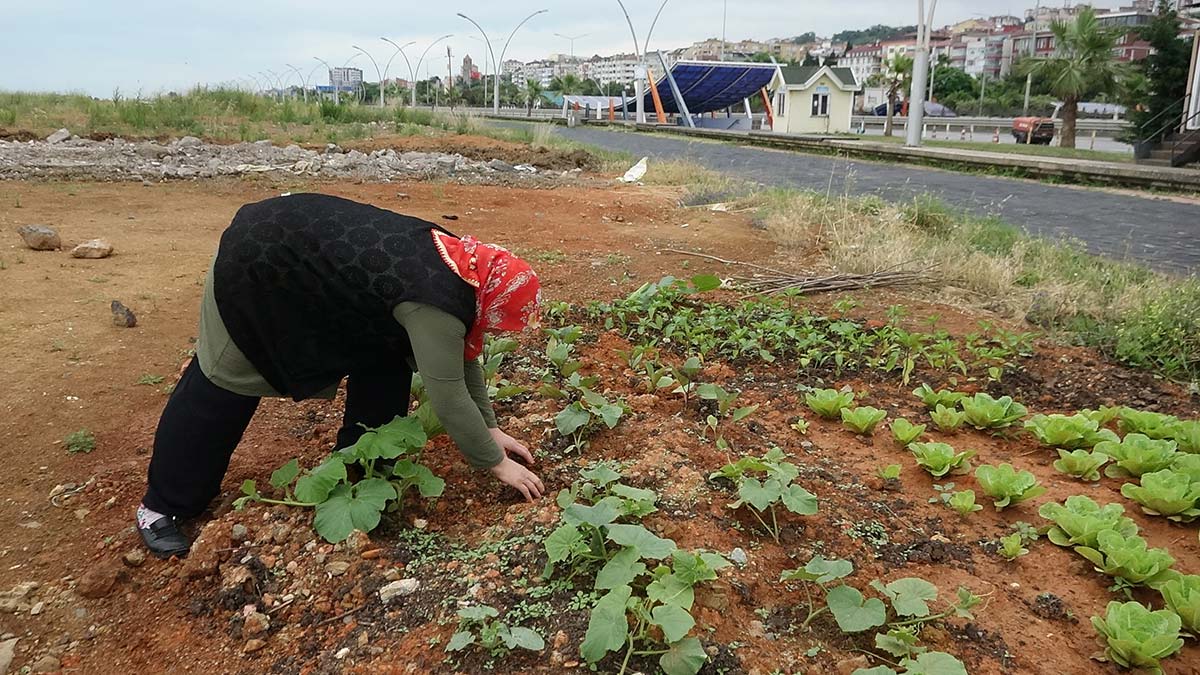 Trabzon'da deniz kıyısındaki Gülcemal deniz dolgu alanına dökülen toprak, halk tarafından hobi bahçelerine dönüştürüldü.