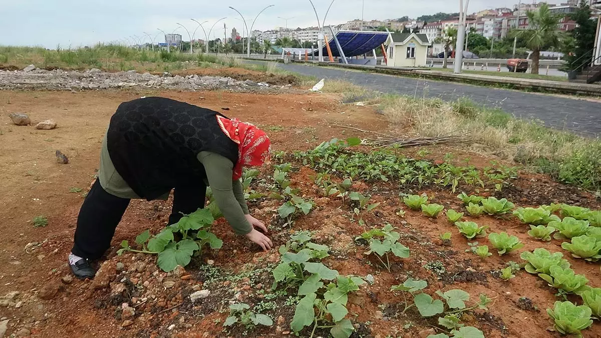 Trabzon'da deniz kıyısındaki gülcemal deniz dolgu alanına dökülen toprak, halk tarafından hobi bahçelerine dönüştürüldü.