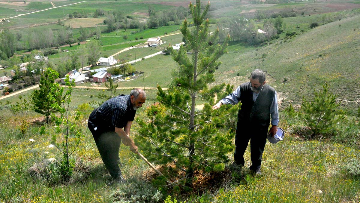 Orman hayali için 12 bin çam fidanı diktiler