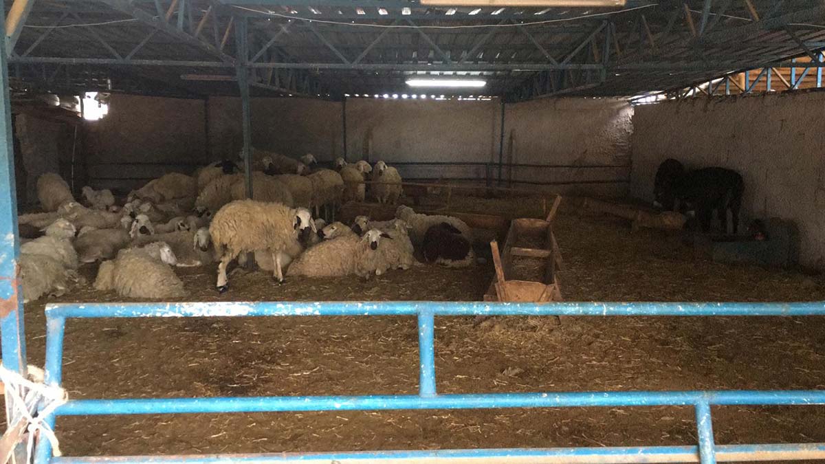 2.5 milyon liralık kurbanlık vurgunu