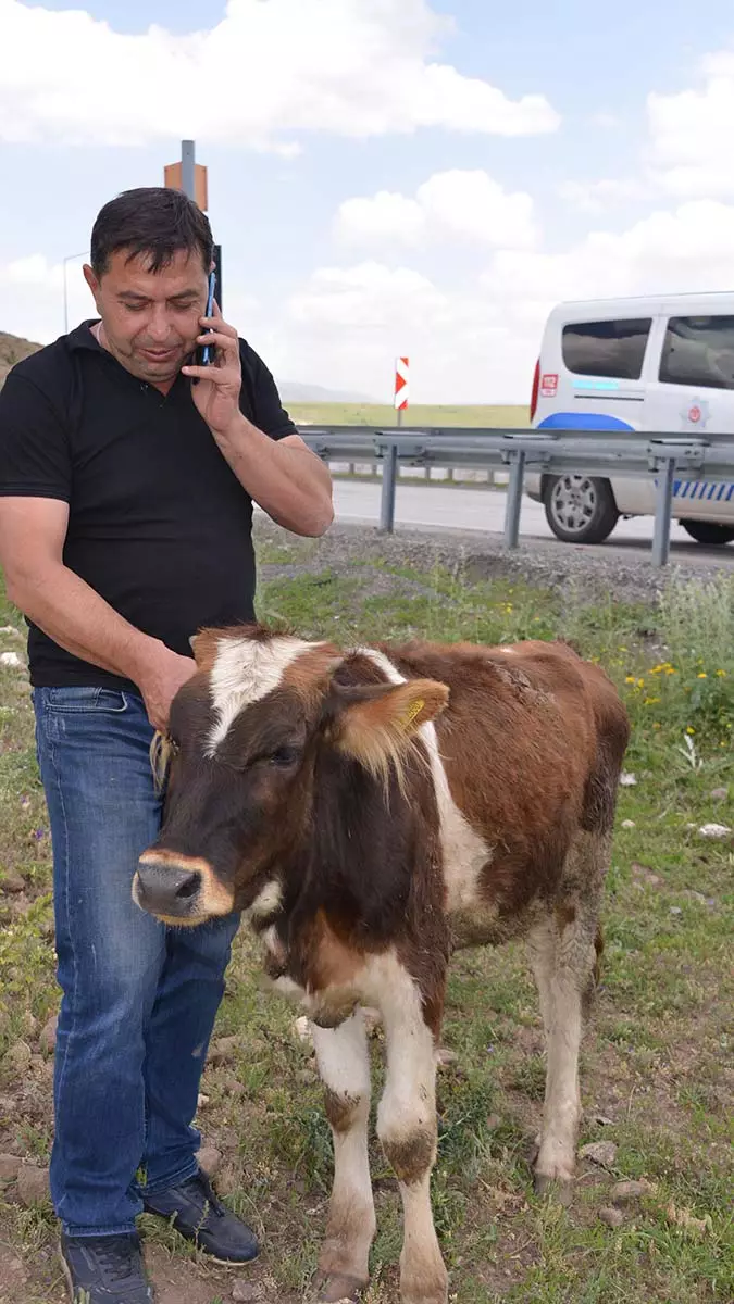 Kara yoluna düve düştü