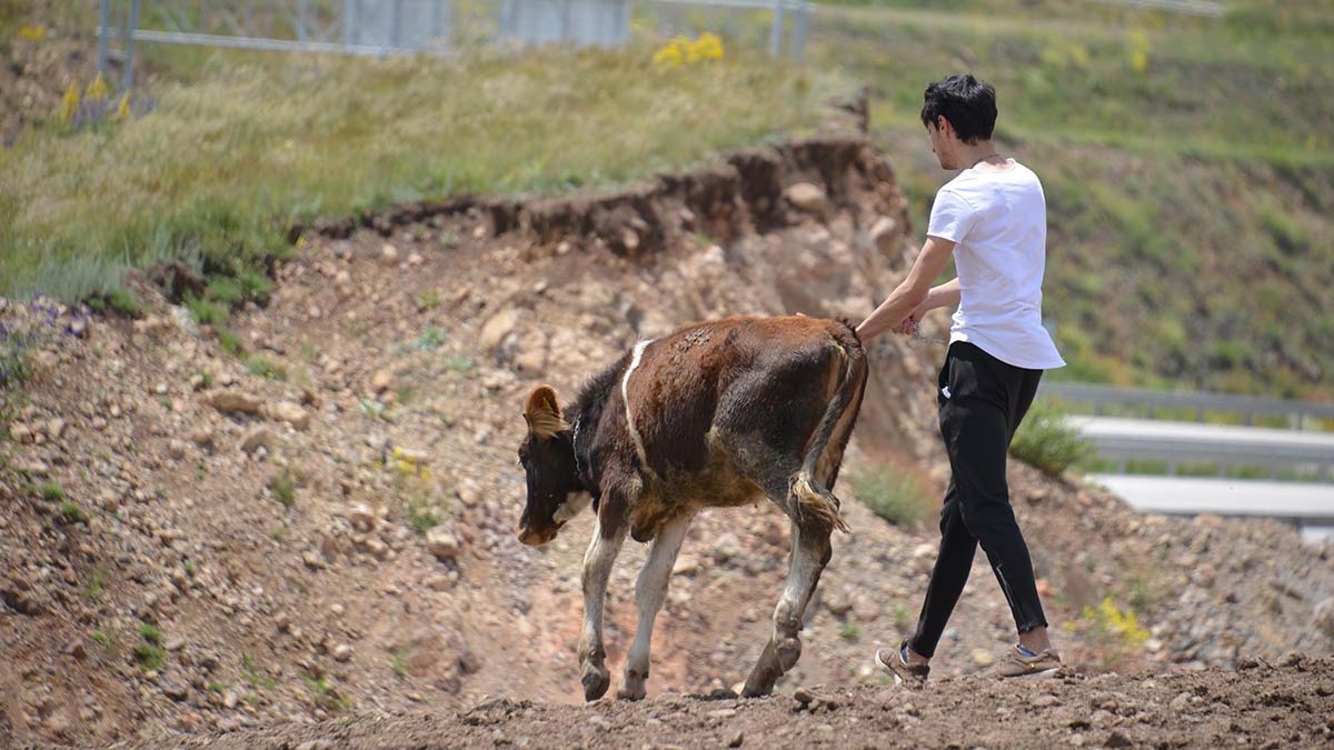Kara yoluna düve düştü