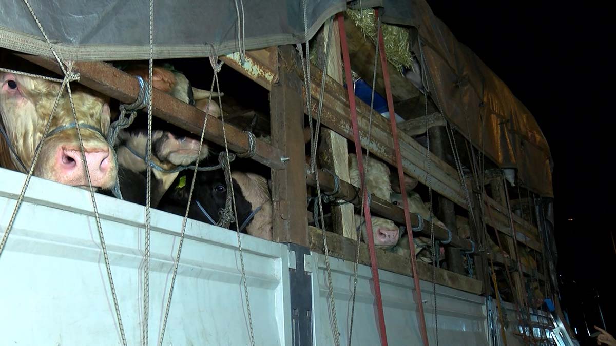 Kurbanlıklar İstanbul'a giriş yaptı