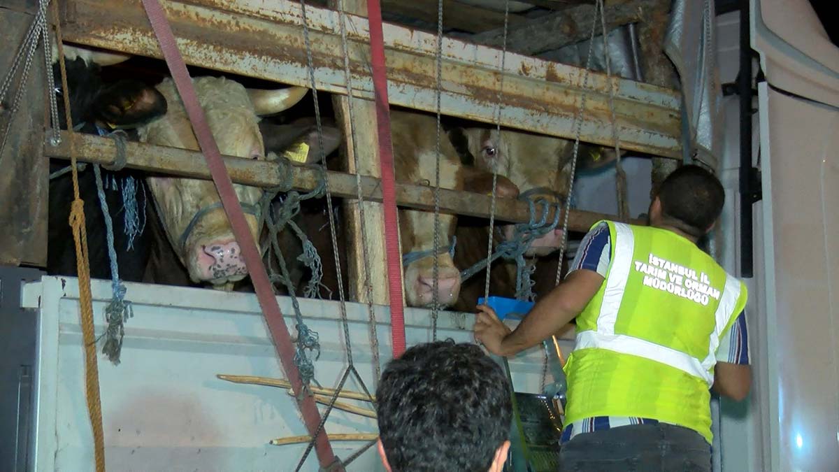 Kurbanlıklar İstanbul'a giriş yaptı