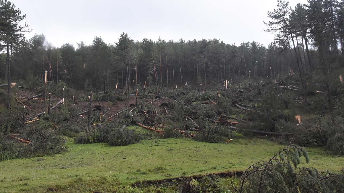 Kütahya'da yüzlerce çam ağacı devrildi