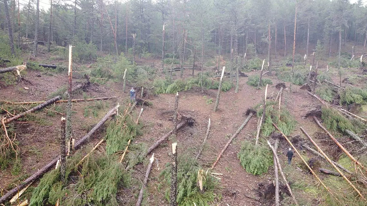 Kütahya'da yüzlerce çam ağacı devrildi