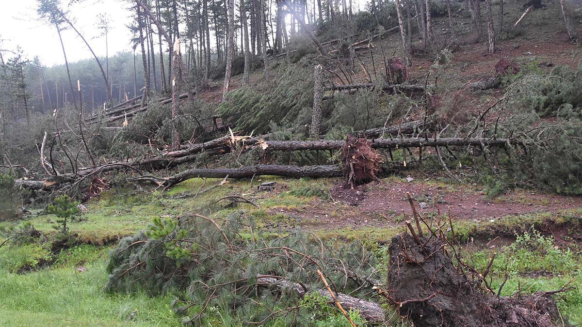 Kütahya'nın merkeze bağlı lütfiye köyü yakınlarında etkili olan fırtınada yüzlerce çam ağacı devrildi, iletişim hatları zarar gördü.