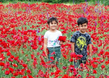Kütahya'da gelincikler görsel güzellik oluşturdu