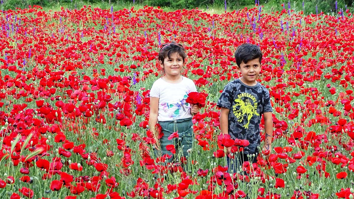 Kütahya'da gelincikler görsel güzellik oluşturdu