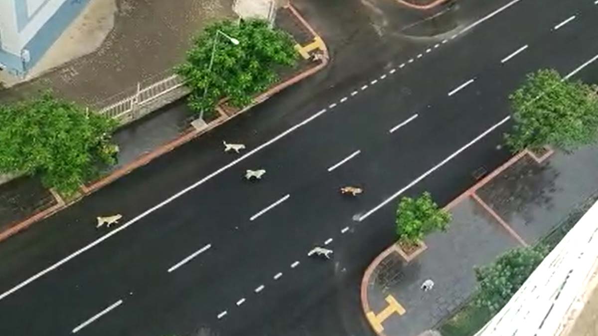Başıboş sokak köpekleri korkutuyor