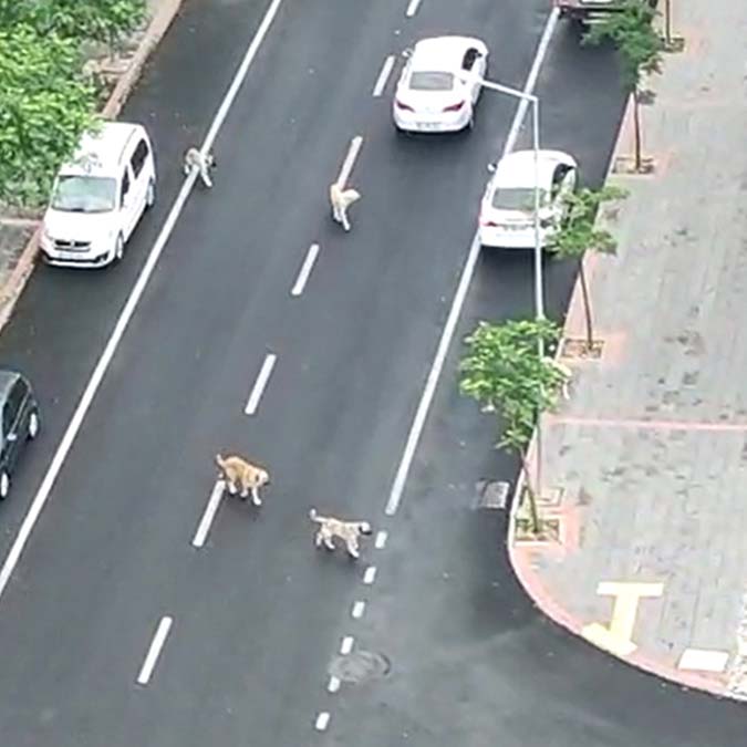 Diyarbakır’ın Kayapınar ilçesi Medya Mahallesi’nde parklarda sürü halinde dolaşan başıboş sokak köpekleri mahallelinin korkulu rüyası oldu.