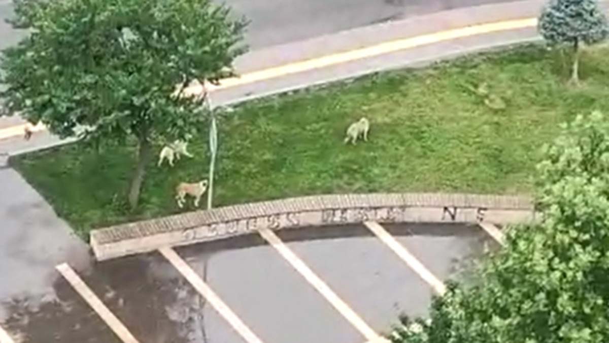 Başıboş sokak köpekleri korkutuyor