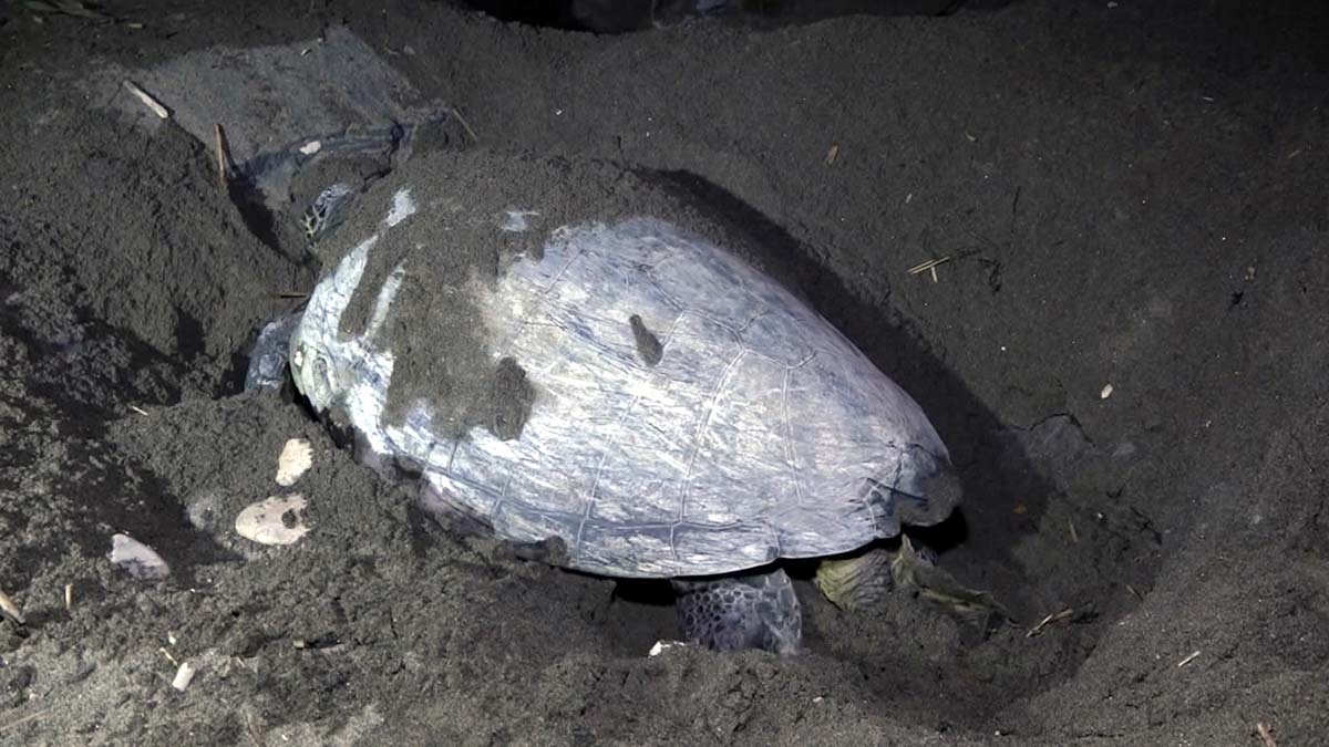 Caretta carettaların yuvaları dronla izleniyor