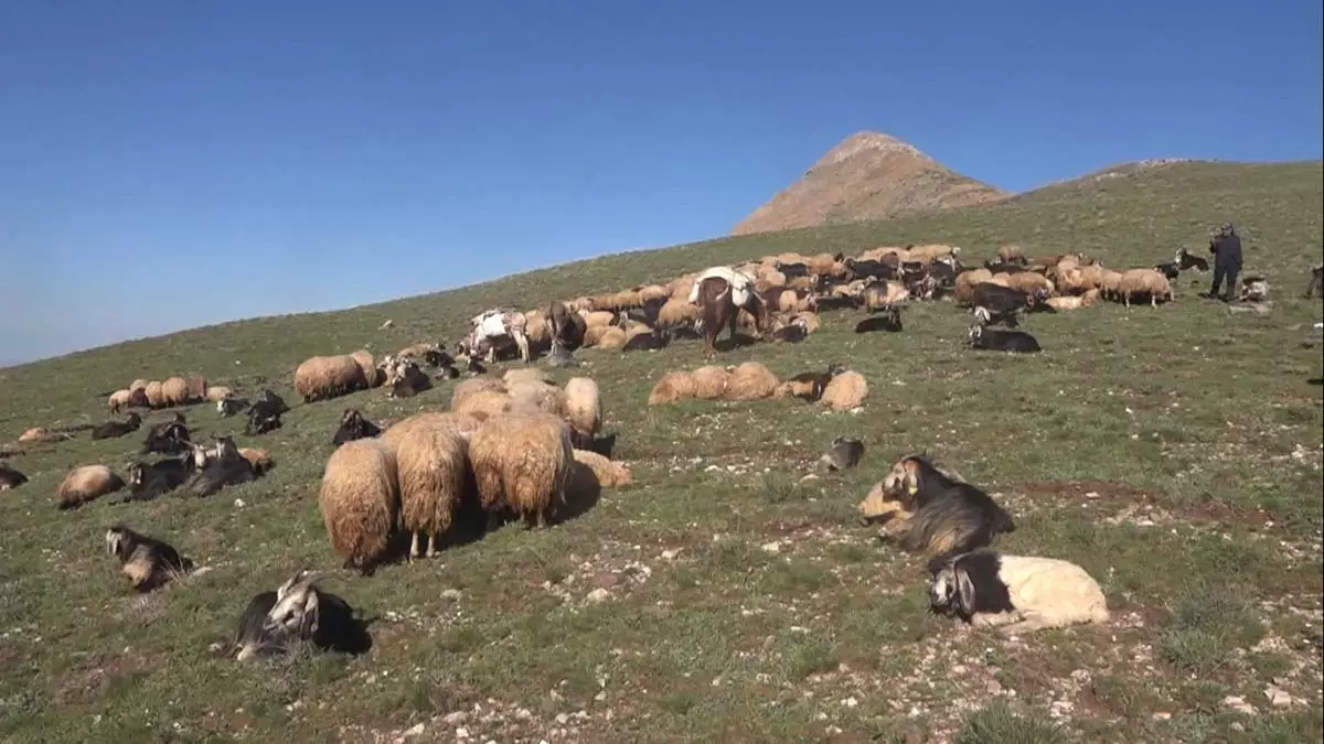 Göç eden besiciler geri dönmeye başladı