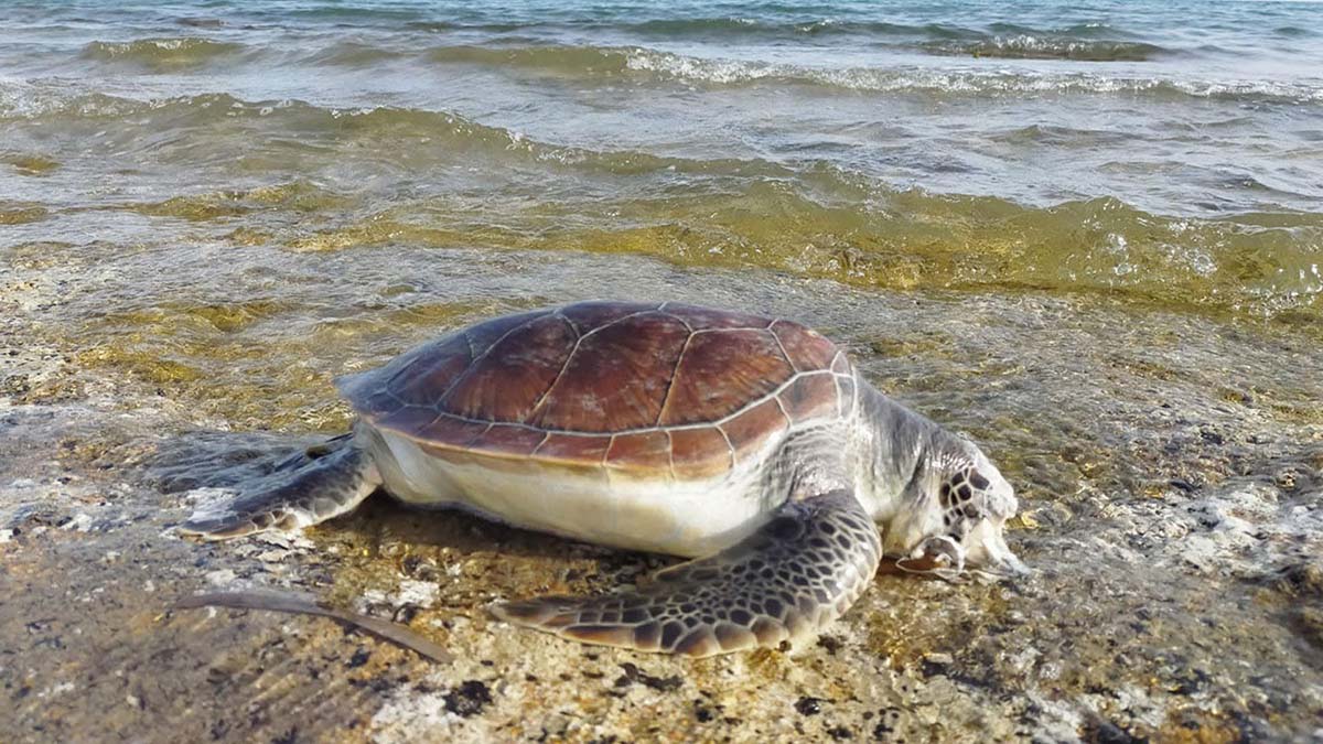 Muğla'nın Ortaca ilçesinin İztuzu Plajı'nda faaliyetlerini sürdüren Deniz Kaplumbağaları Araştırma Kurtarma ve Rehabilitasyon Merkezi'nin (DEKAMER) Müdürü Prof. Dr. Yakup Kaska, denize atılan naylon poşet konusunda uyarıda bulunarak, "Poşetleri denizanası sanıp yutan kaplumbağalarımız boğuluyor" dedi.