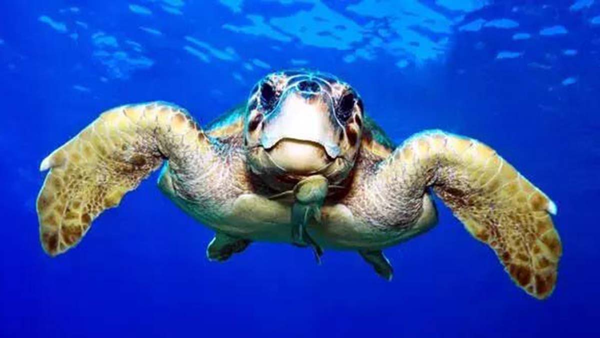 Denize atılan naylon poşet uyarısı