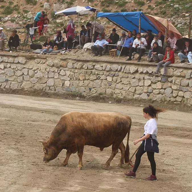 Rize'de ödüllü boğa güreşleri