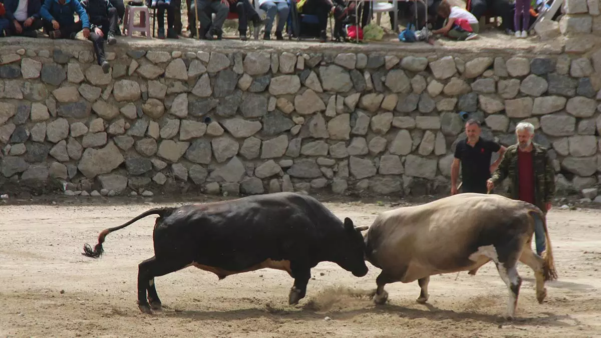 Rize'nin çamlıhemşin ilçesinde gerçekleştirilen 26’ncı ayder kültür ve doğa festivali'nde, geleneksel ödüllü boğa güreşleri düzenlendi. Boğaların arenada kıyasıya güreşlerini kadın sahipleri de heyecanla izledi.