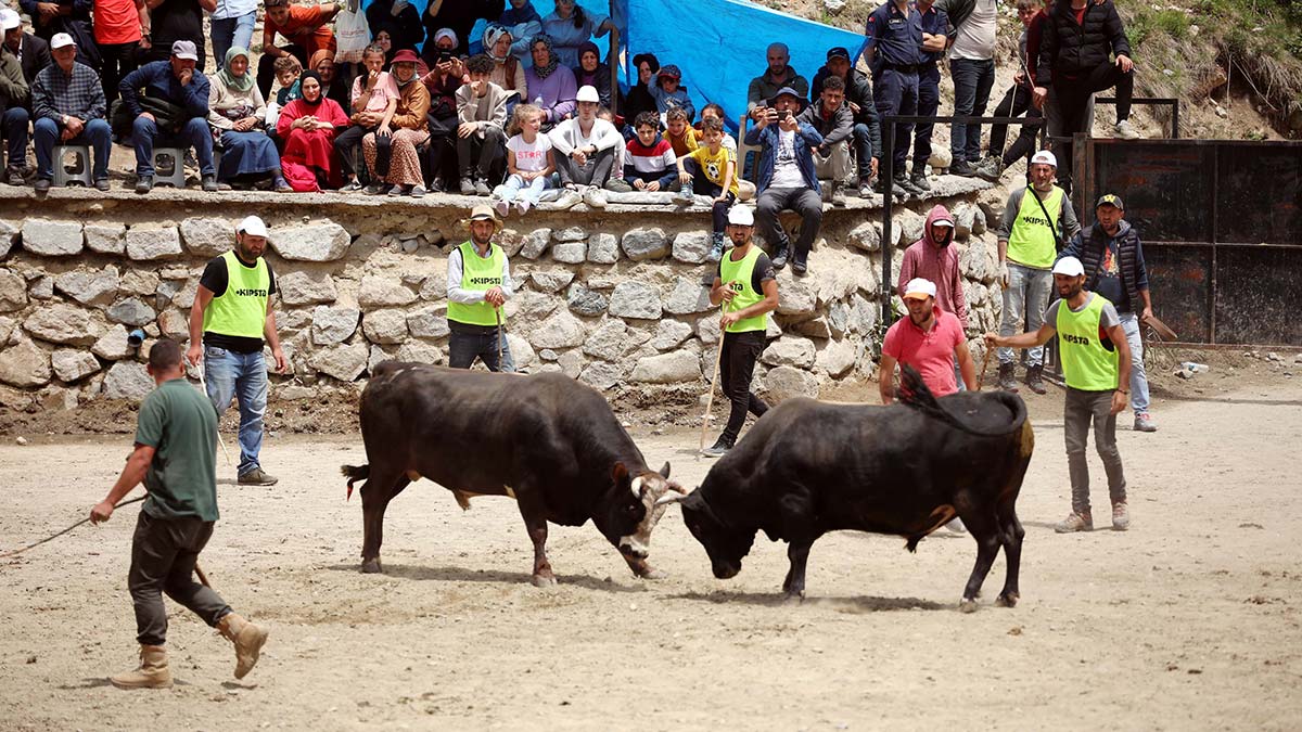 Rize'de ödüllü boğa güreşleri