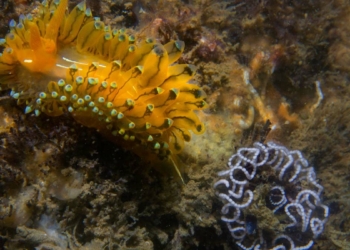 Başkan Soyer'e "Janolus cristatus" fotoğrafı hediye edildi