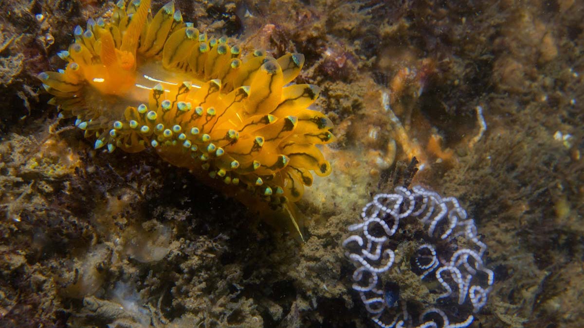Başkan Soyer'e "Janolus cristatus" fotoğrafı hediye edildi
