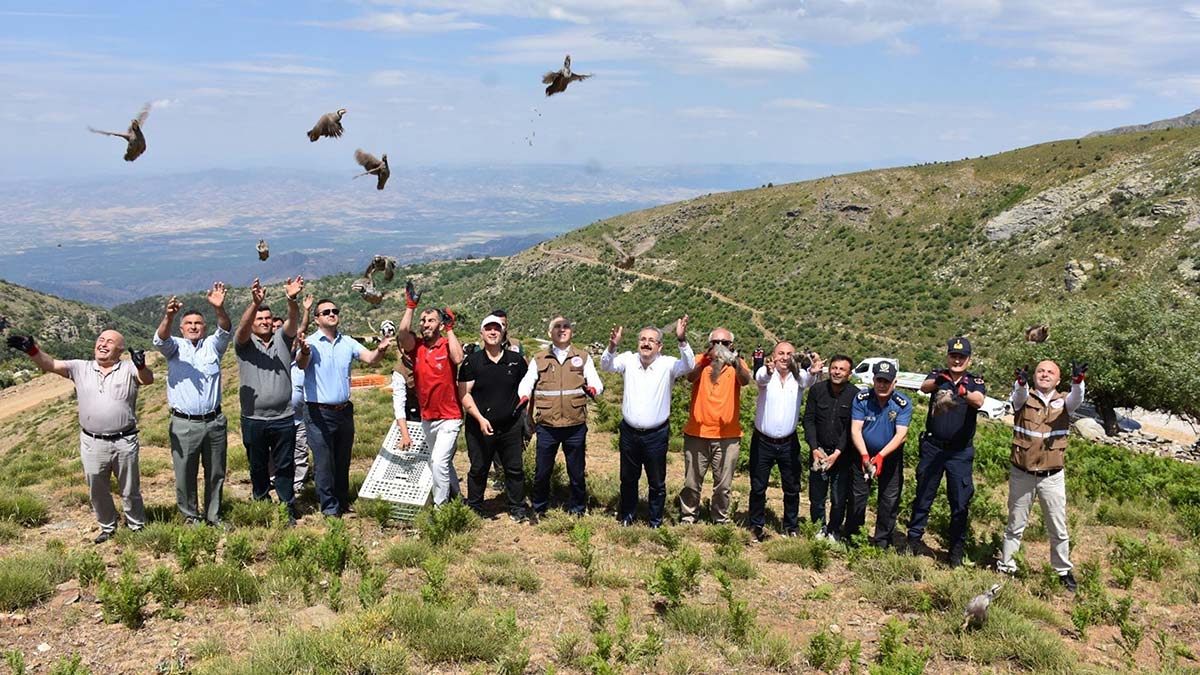 Manisa'nın Salihli ilçesinde, çekirgeyle mücadele projesi kapsamında Manisa İl Tarım ve Orman Müdürlüğü tarafından 250 kınalı keklik doğaya bırakıldı.