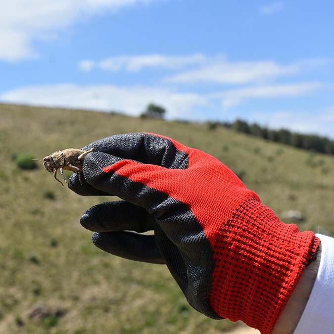 Çekirgeyle mücadele için 250 kınalı keklik doğaya bırakıldı