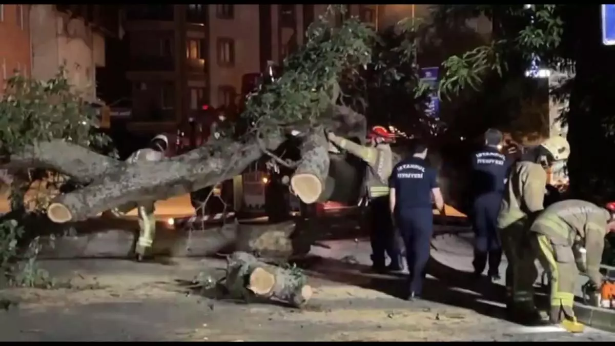 Sancaktepe'de asırlık meşe ağacı yola devrildi