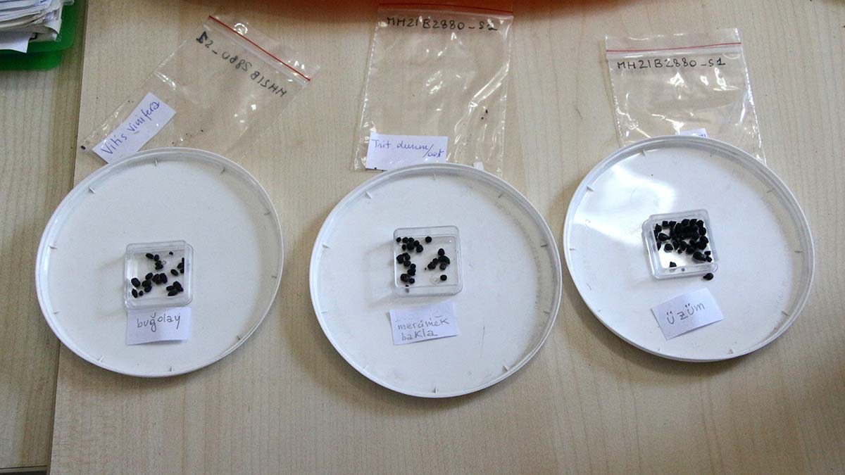 Misis Höyüğü kazılarında üzüm tohumları bulundu